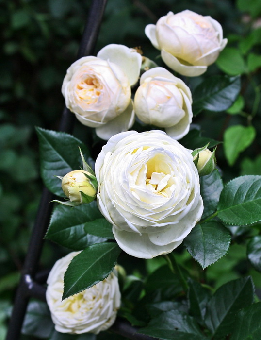 Роза шраб `Артемис`, Rosa (S) `Artemis`